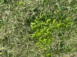 Local outdoor landscaping in Lynn Haven, FL - Brock Lawn & Pest Control