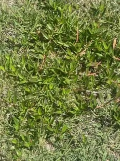 Local landscape installation in Lynn Haven, FL - Brock Lawn & Pest Control