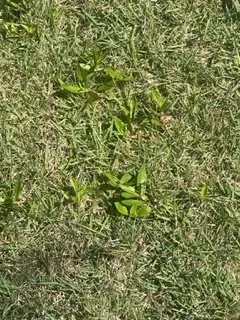 Expert lawn mowing service experts serving Lynn Haven, FL - Brock Lawn & Pest Control