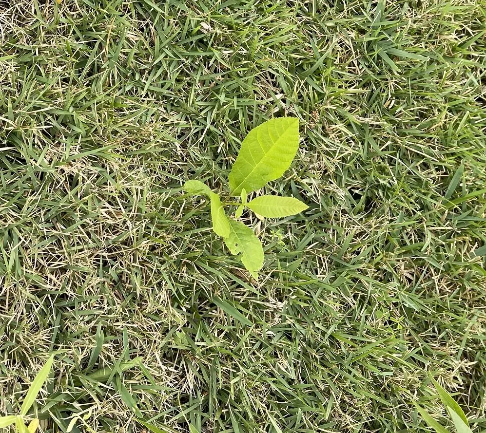 Professional residential landscaping for beautiful yards across Lynn Haven, FL - Brock Lawn & Pest Control