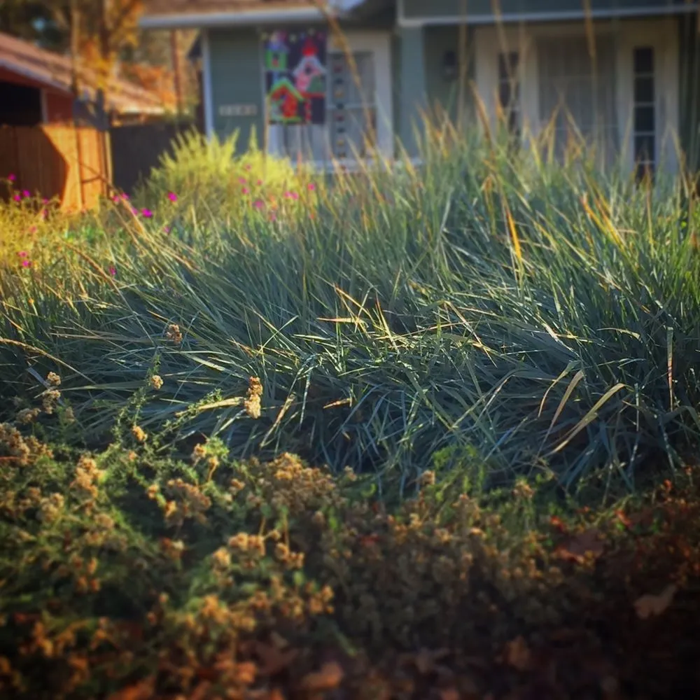 Affordable outdoor landscaping in Sacramento, CA by Brodeur Landscapes