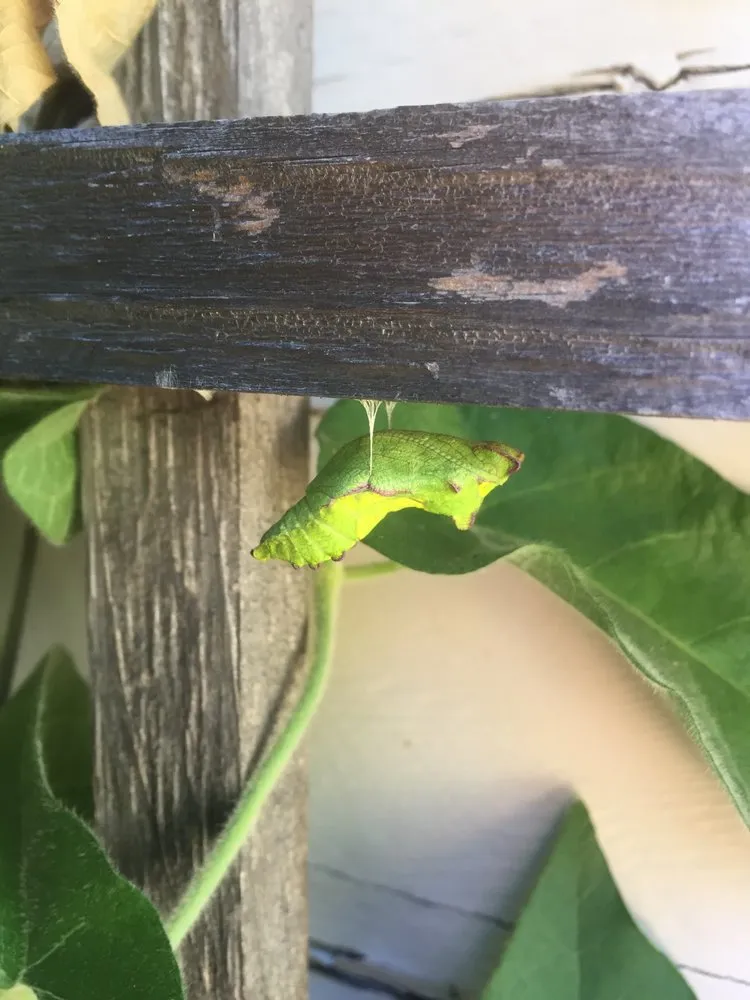 Reliable landscaping services for homes in Sacramento, CA by Brodeur Landscapes