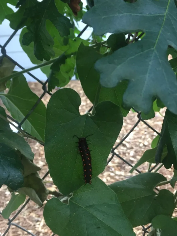 Expert landscaping services for homes across Sacramento, CA - Brodeur Landscapes