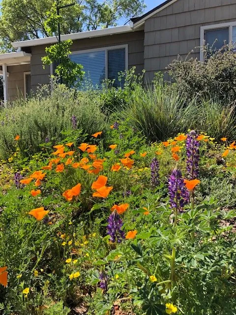 Professional yard cleanup service experts serving Sacramento, CA - Brodeur Landscapes