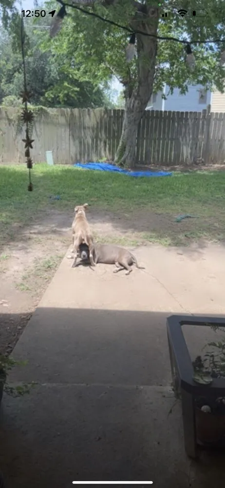 Professional residential landscaping for outdoor upgrades across Houston, TX - Brokers Grass