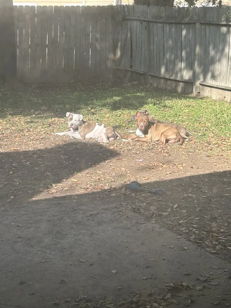 Reliable landscape installation in Houston, TX by Brokers Grass