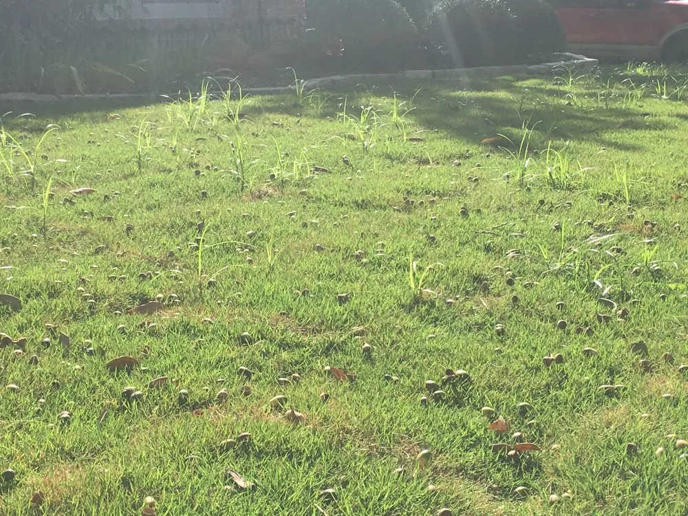 Professional residential landscaping in Carrollton, TX - Brokers Quality Grass