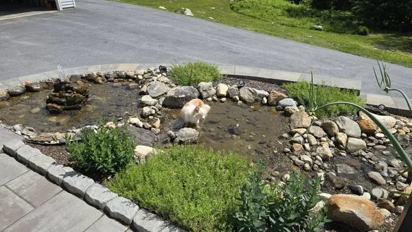 Bromley Pool & Landscape