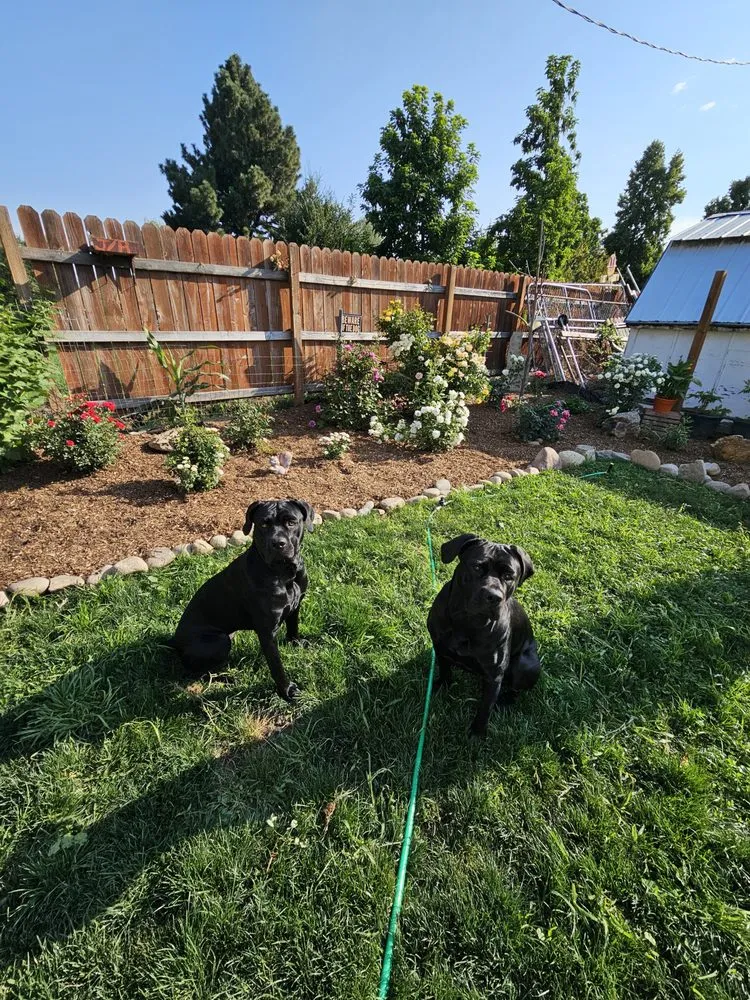 Expert lawn care service for year-round maintenance across Meridian, ID - Bronco Fence and Landscaping