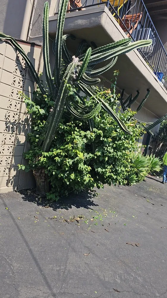 Expert landscaping services for outdoor upgrades in Los Angeles, CA by Broncos Landscaping