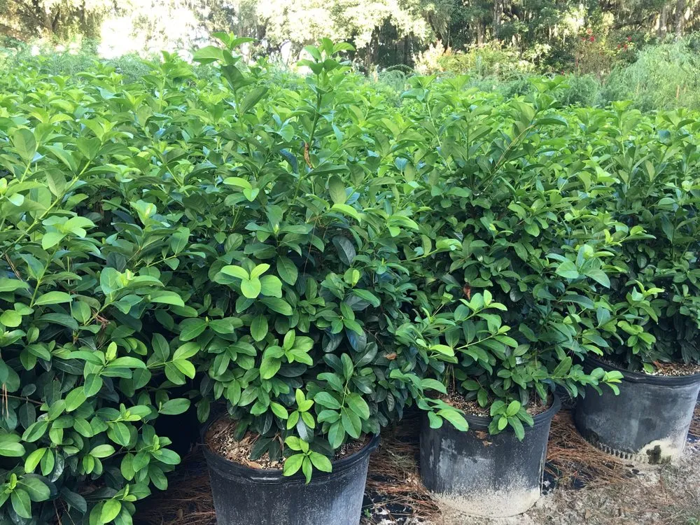 Top-rated landscaping services near you across Williston, FL - Bronson Heights Family Nursery, Inc