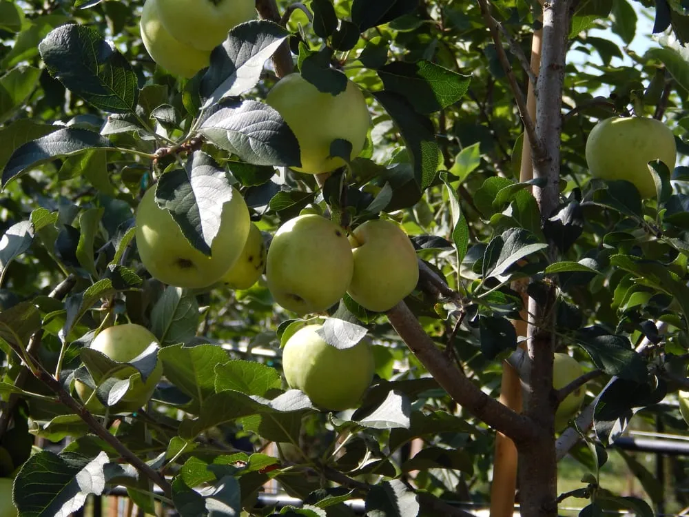 Trusted outdoor landscaping in Williston, FL - Bronson Heights Family Nursery, Inc