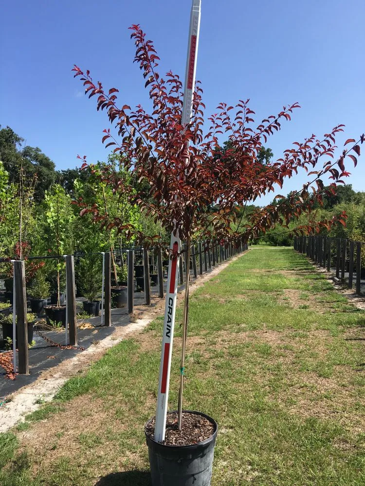 Reliable lawn mowing service in Williston, FL by Bronson Heights Family Nursery, Inc