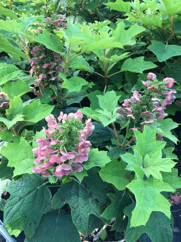 Trusted landscape installation for outdoor upgrades across Williston, FL - Bronson Heights Family Nursery, Inc