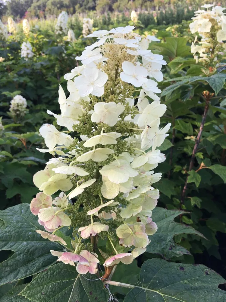 Trusted garden landscaping in Williston, FL - Bronson Heights Family Nursery, Inc