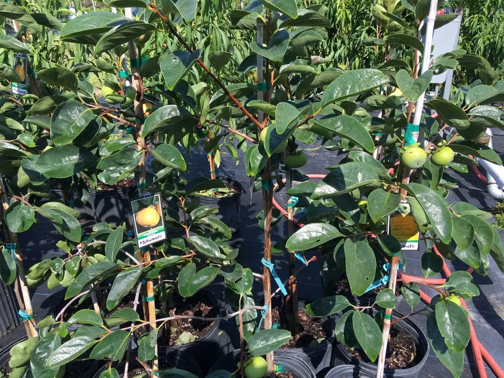 Trusted garden landscaping experts serving Williston, FL - Bronson Heights Family Nursery, Inc