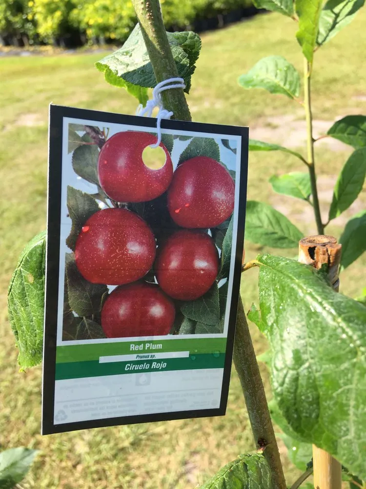 Trusted outdoor landscaping in Williston, FL - Bronson Heights Family Nursery, Inc