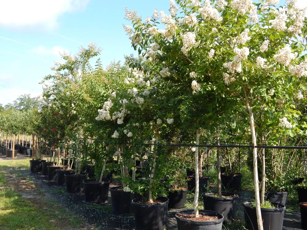 Reliable garden landscaping experts serving Williston, FL - Bronson Heights Family Nursery, Inc