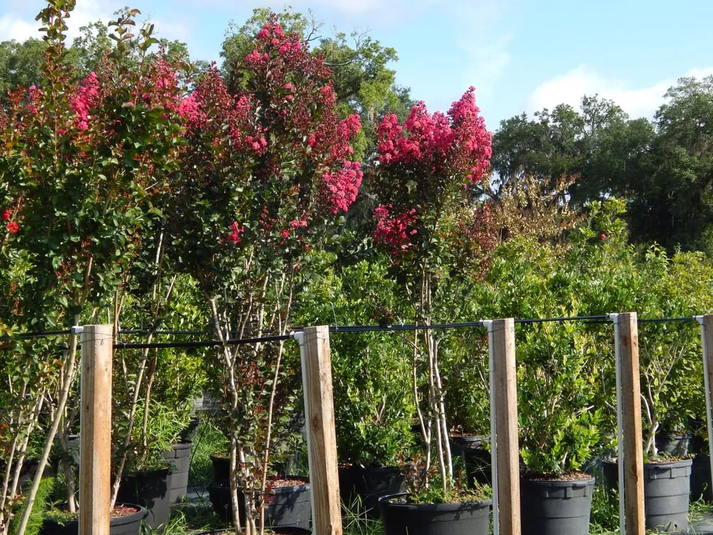 Affordable landscape design for homes in Williston, FL by Bronson Heights Family Nursery, Inc