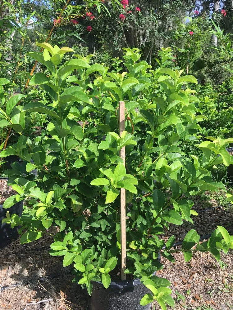 Affordable landscape design for beautiful yards in Williston, FL by Bronson Heights Family Nursery, Inc