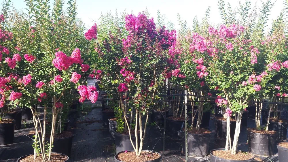 Reliable lawn care service in Williston, FL - Bronson Heights Family Nursery, Inc