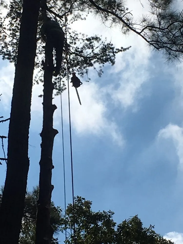 Local landscape installation in Carrboro, NC by Bronson Landscape