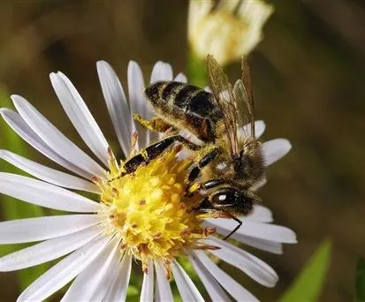 Professional yard maintenance in Newton, NJ - BrookBerry's Landscaping