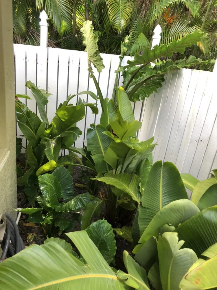 Professional landscape installation experts serving Jupiter, FL - Brooke Linn's Bees & Gardens