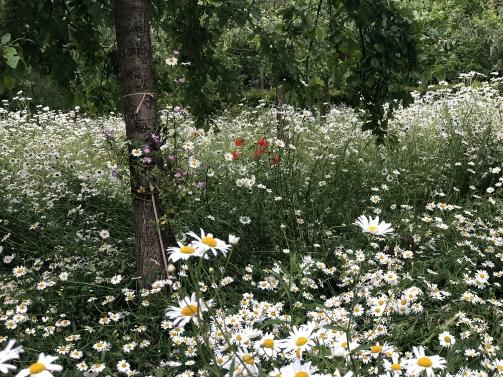 Expert lawn care service in Jupiter, FL - Brooke Linn's Bees & Gardens