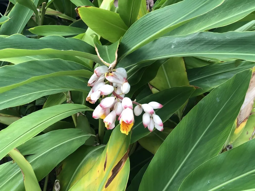 Local lawn care service in Jupiter, FL - Brooke Linn's Bees & Gardens