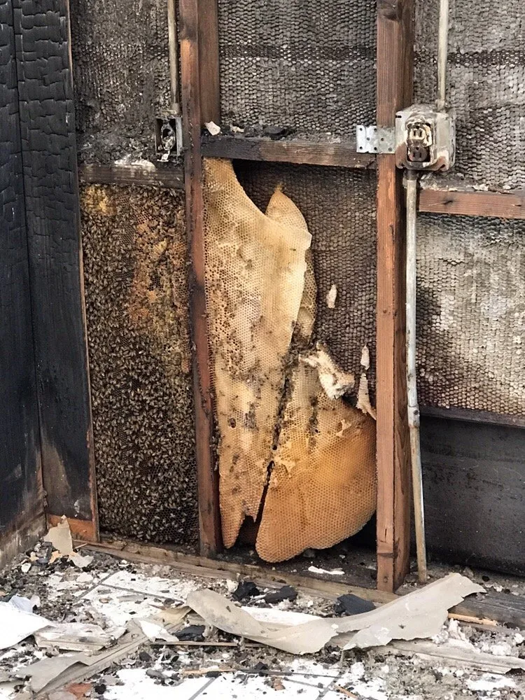 Professional landscaping services for homes across Jupiter, FL - Brooke Linn's Bees & Gardens