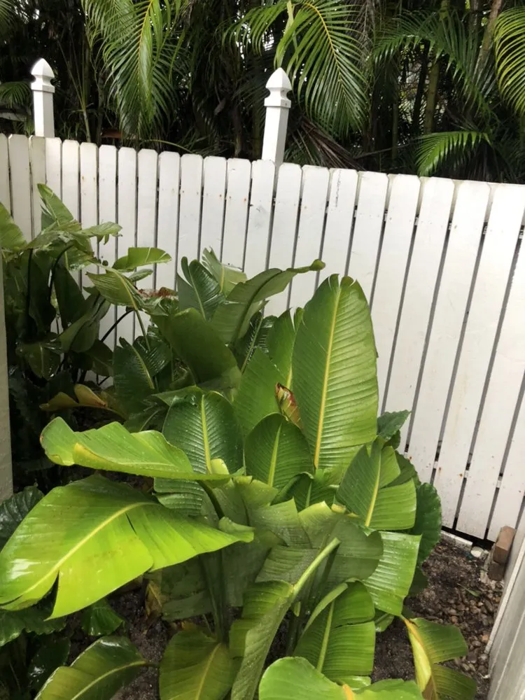 Professional yard cleanup service for homes across Jupiter, FL - Brooke Linn's Bees & Gardens