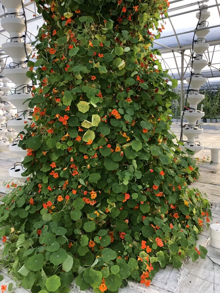 Professional yard maintenance near you in Jupiter, FL by Brooke Linn's Bees & Gardens