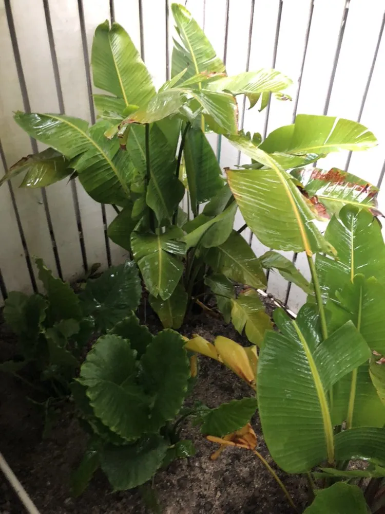 Top-rated landscape design for outdoor upgrades across Jupiter, FL - Brooke Linn's Bees & Gardens