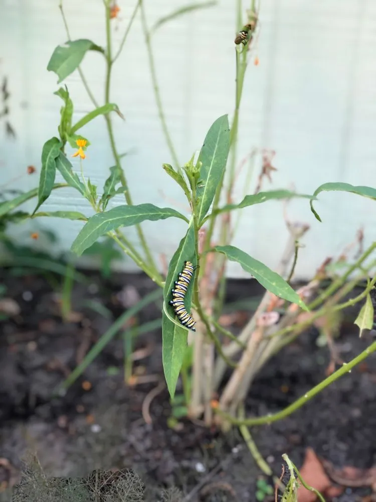 Local outdoor landscaping in Jupiter, FL by Brooke Linn's Bees & Gardens