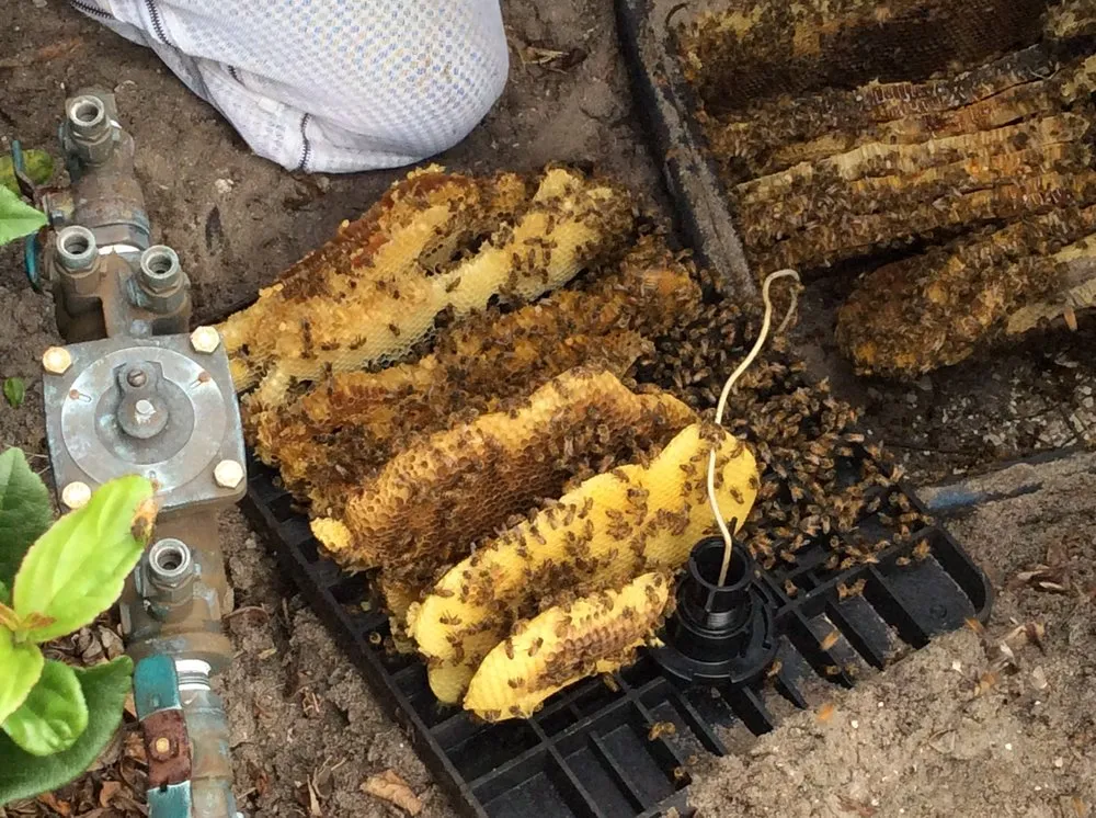 Expert lawn mowing service for residential properties in Jupiter, FL by Brooke Linn's Bees & Gardens