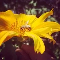 Affordable yard maintenance in Jupiter, FL - Brooke Linn's Bees & Gardens