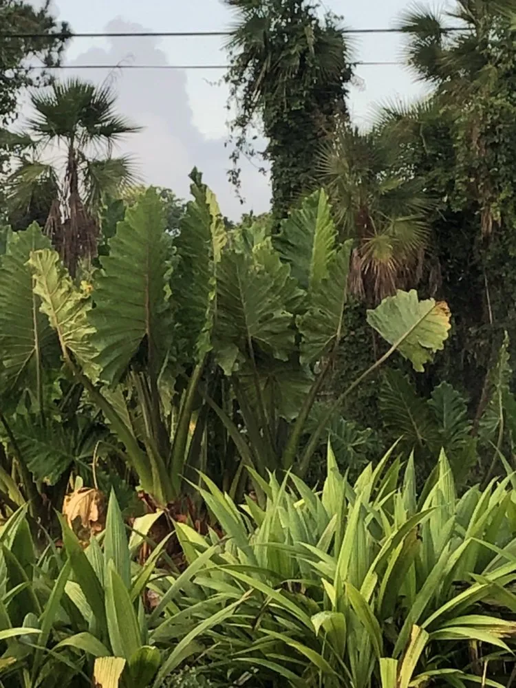 Trusted landscape installation in Jupiter, FL by Brooke Linn's Bees & Gardens