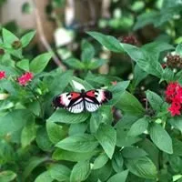 Expert residential landscaping near you in Jupiter, FL by Brooke Linn's Bees & Gardens