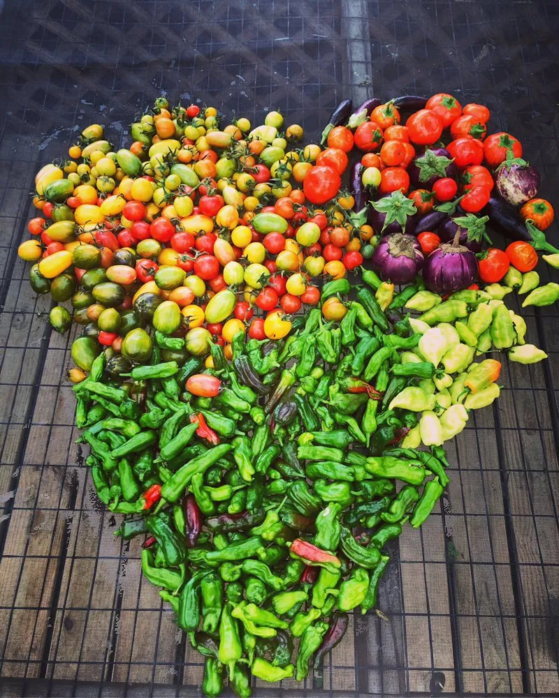 Affordable residential landscaping for beautiful yards across Jupiter, FL - Brooke Linn's Bees & Gardens