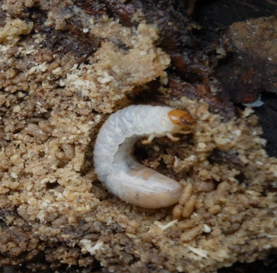 Custom landscaping services in Brookfield, WI by Brookfield Lawn Care & Turf Experts