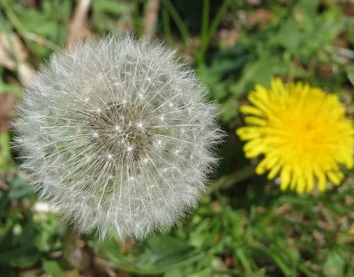 Brookfield Lawn Care & Turf Experts Logo