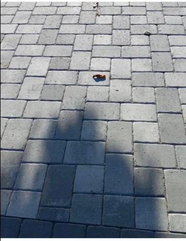 Professional landscape design in Zephyrhills, FL by Brooks A1 Lawn and Tree Service