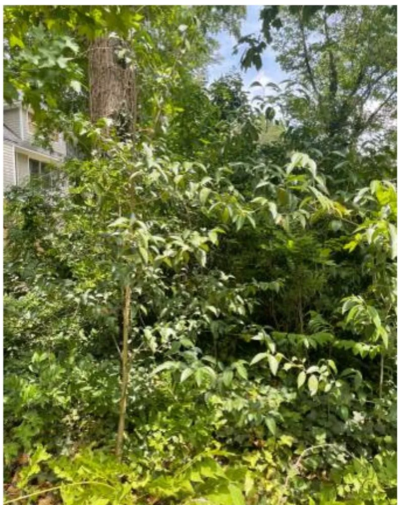 Expert yard cleanup service for beautiful yards in Kannapolis, NC by Brooks Bros Landscaping