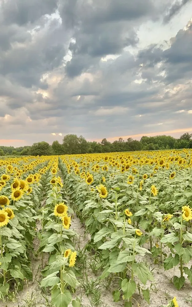 Reliable garden landscaping experts serving Statesboro, GA - Brooks Land & Timber