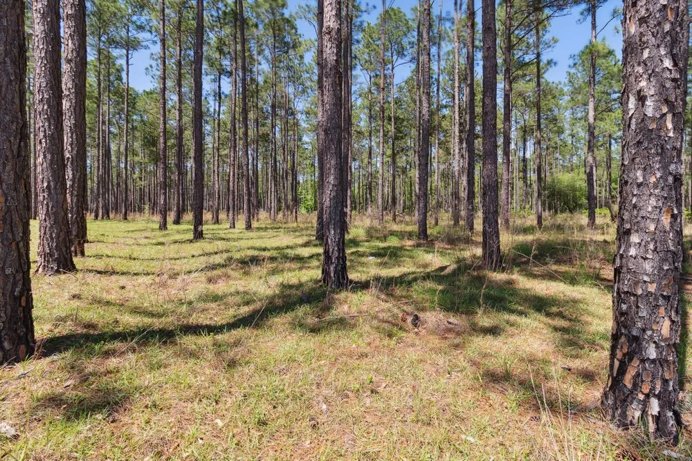 Expert landscape installation for year-round maintenance in Statesboro, GA by Brooks Land & Timber