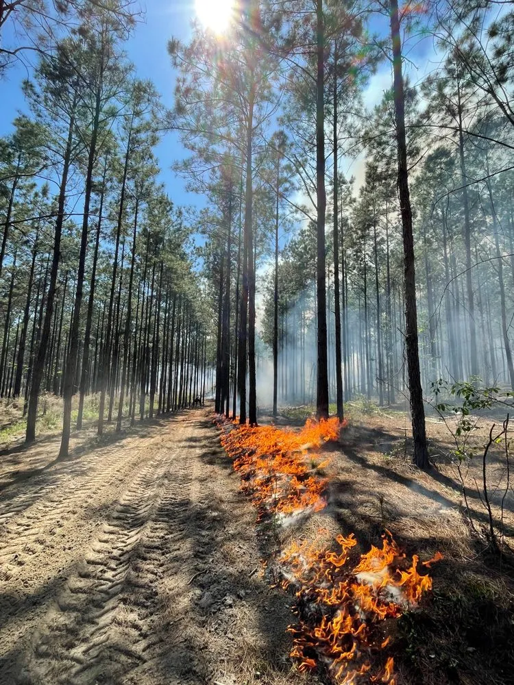 Affordable lawn mowing service in Statesboro, GA - Brooks Land & Timber