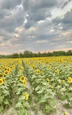 Brooks Land & Timber