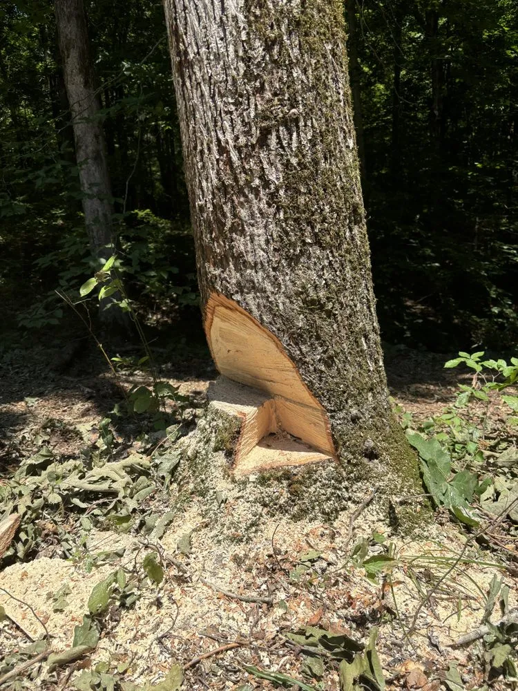 Custom garden landscaping experts serving Cedar Hill, TN - Brooks Land Management