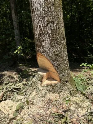 Brooks Land Management